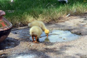 A newly hatched duckling drinks water from a puddle to quench its thirst on a hot day.