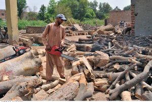 A labourer is busy cutting a heavy piece of wood with an electric cutter at the timber market, as routine trade and woodworking activities continue in the city.
