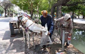 A man giving water in shopping bag to his donkey at Muradabad