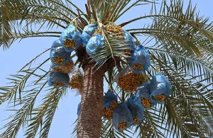 A view of date palm trees laden with fruit, wrapped in plastic bags to protect them from birds and ensure proper ripening near Ghulam Bhutto Village.