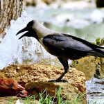 A thirsty crow drinking water from water tap during sizzling hot day in the city