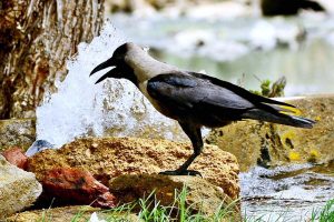A thirsty crow drinking water from water tap during sizzling hot day in the city