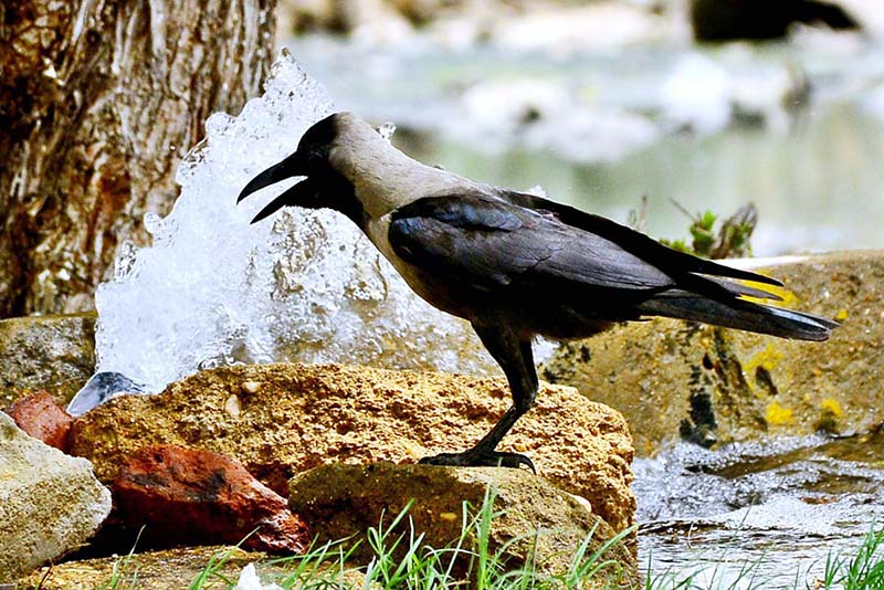 A thirsty crow drinking water from water tap during sizzling hot day in the city