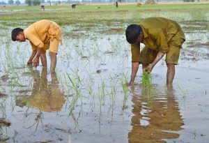 Farmers are busy cultivating rice in waterlogged fields as seasonal sowing activities pick up pace.