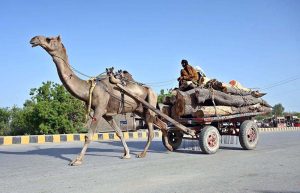 A camel cart loaded with tree trunks moves along the Larkana-Dokri Road as the cart owner transports timber to the local market.