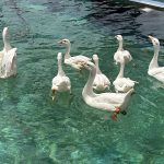 A beautiful view of ducks swimming in a swimming pool to seek relief from the scorching heat in the city