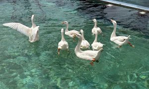 A beautiful view of ducks swimming in a swimming pool to seek relief from the scorching heat in the city