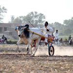 Competitors drive their bull carts during a traditional bull race in a rural area. A large number of spectators and sports enthusiasts gathered to witness the thrilling event and cheer for their favorite participants