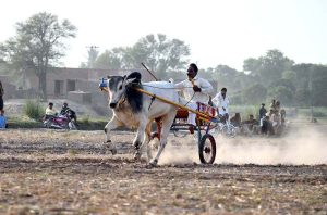 Competitors drive their bull carts during a traditional bull race in a rural area. A large number of spectators and sports enthusiasts gathered to witness the thrilling event and cheer for their favorite participants