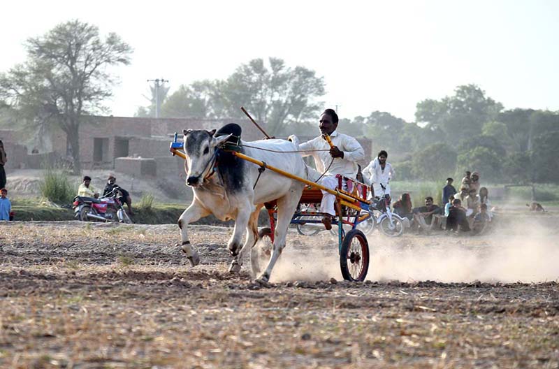 Competitors drive their bull carts during a traditional bull race in a rural area. A large number of spectators and sports enthusiasts gathered to witness the thrilling event and cheer for their favorite participants