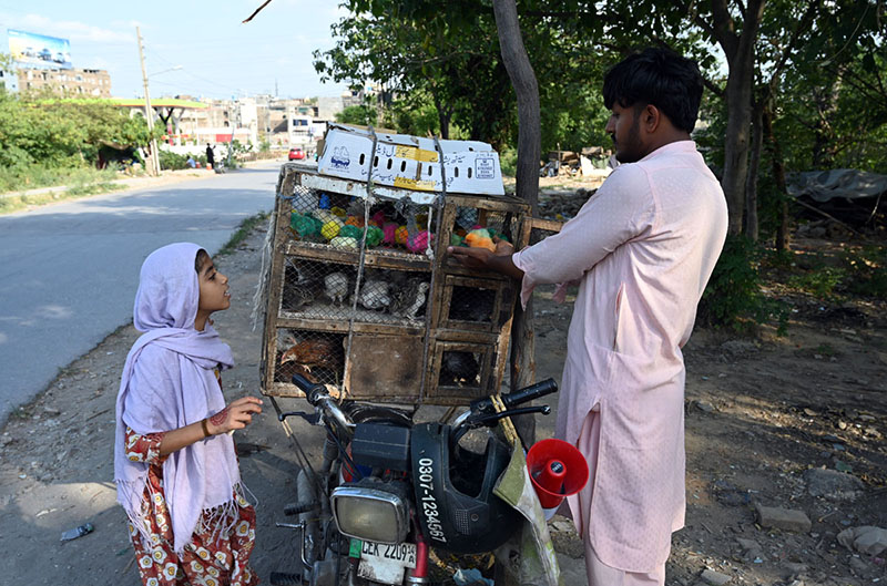 A young girl watches as a vendor sells colourful chicks and live birds from a cage mounted on a motorcycle along a roadside at I-9/4 area in the Federal; Capital