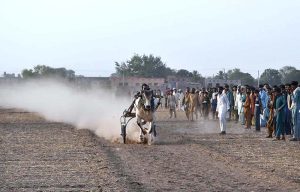 Competitors drive their bull carts during a traditional bull race in a rural area. A large number of spectators and sports enthusiasts gathered to witness the thrilling event and cheer for their favorite participants