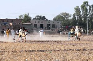 Competitors drive their bull carts during a traditional bull race in a rural area. A large number of spectators and sports enthusiasts gathered to witness the thrilling event and cheer for their favorite participants