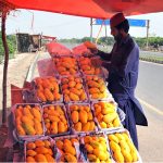 A roadside vendor arranges and displays freshly harvested seasonal mangoes to attract customers along a highway on the outskirts of the city, as demand for the king of fruits remains high during the summer season