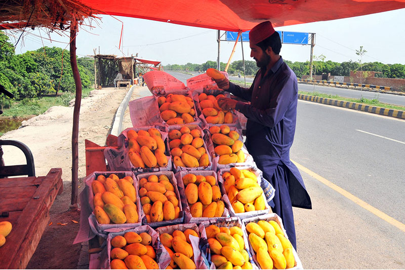 A roadside vendor arranges and displays freshly harvested seasonal mangoes to attract customers along a highway on the outskirts of the city, as demand for the king of fruits remains high during the summer season