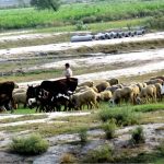 A shepherd grazes a herd of sheep and cattle in a green field, while livestock move along the riverside area during daily grazing