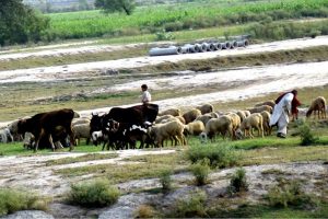 A shepherd grazes a herd of sheep and cattle in a green field, while livestock move along the riverside area during daily grazing