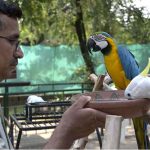 A man offers fresh water to a Blue-and-Yellow Macaw and a Sulphur-crested Cockatoo at the Rawal Lake bird cage as temperatures soar during the summer heatwave to keep the birds cool and healthy