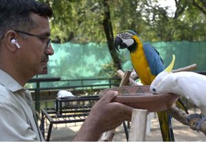 A man offers fresh water to a Blue-and-Yellow Macaw and a Sulphur-crested Cockatoo at the Rawal Lake bird cage as temperatures soar during the summer heatwave to keep the birds cool and healthy