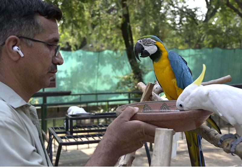 A man offers fresh water to a Blue-and-Yellow Macaw and a Sulphur-crested Cockatoo at the Rawal Lake bird cage as temperatures soar during the summer heatwave to keep the birds cool and healthy