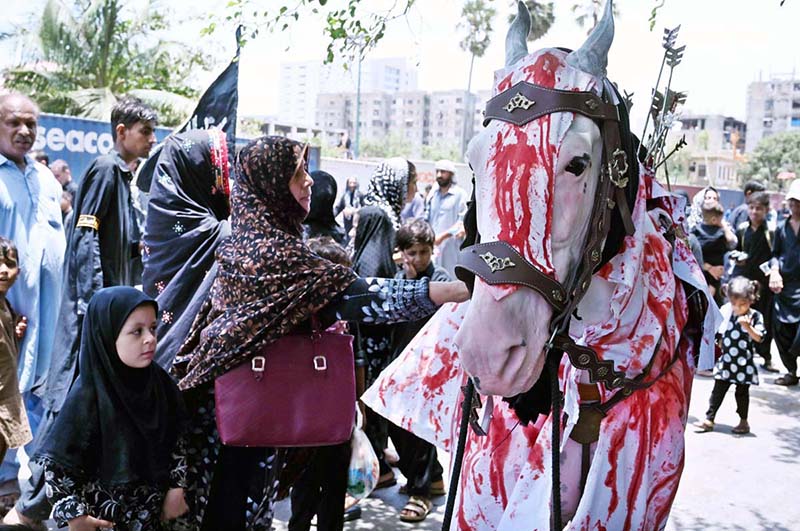 Mourners touches a Zuljinah during the Ashura procession on 10th of the Muharram-ul-Harram. Muharram-ul-Harram is the first month of the Islamic calendar known as the mourning month in remembrance of the martyrdom (Shahadat) of Hazrat Imam Hussain (RA), the grandson of the Holy Prophet Muhammad (PBUH)