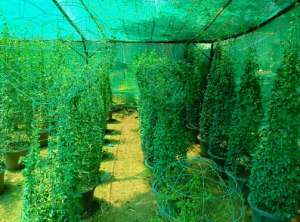 HAR intensifies efforts to promote urban greenery