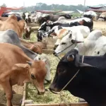 Wealth-Pak-Punjab-livestock