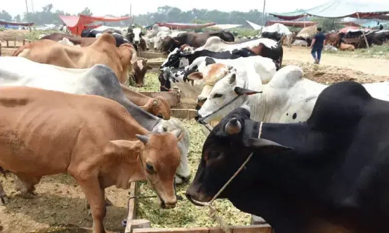 Wealth-Pak-Punjab-livestock