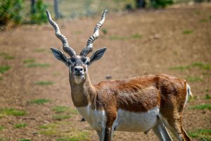 A majestic Blackbuck antelope with impressive spiraling horns gazes directly at the camera along Faisal Avenue Zoo.