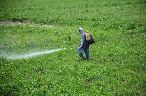 A farmer is busy spraying pesticide in his field to protect from harmful pests such as insects, weeds and crop diseases.