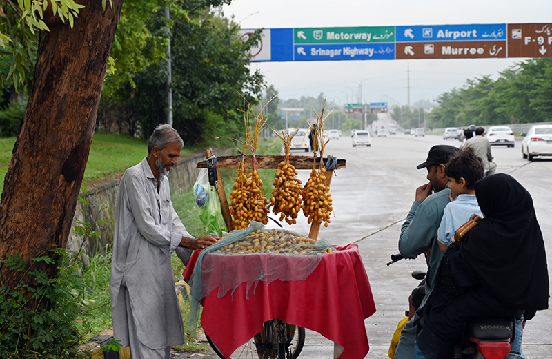 An elderly street vendor displays freshly harvested dates hanging in bunches on his roadside cart, as customers browse through the seasonal produce