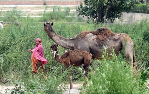 A woman leads a mother camel and her newborn calf through lush green fields on the outskirts of the City, The heartwarming scene of the camel calf staying close to its mother reflects the natural bond between the animals as they graze amid the verdant countryside surroundings.