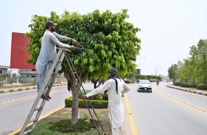 Workers of the Chaklala Cantonment Board sprinkle water on trees and plants in the green belt to protect them from the intense summer heat.