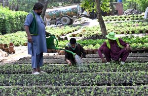 PHA staff plant seedlings on the greenbelt Canal road.