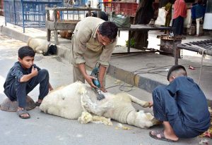 A worker is trimming wool of a sheep with an electric machine.