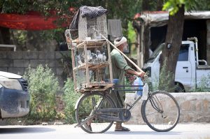 An elderly bird vendor transports stacked cages of pigeons on his bicycle through a city street.