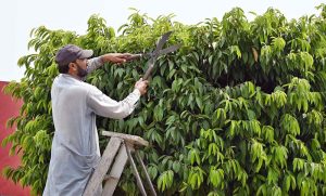 Workers of the Chaklala Cantonment Board sprinkle water on trees and plants in the green belt to protect them from the intense summer heat.