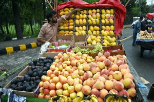 An elderly street vendor displays freshly harvested dates hanging in bunches on his roadside cart, as customers browse through the seasonal produce