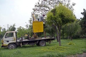 A worker is busy trimming tree in greenbelt near Zero Point in Federal Capital