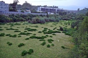 A view of a dense blanket of green weeds covering the Korang Nullah near Rawal Dam.
