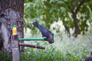 A thirsty crow gets water from a tap during sizzling hot day in the city.