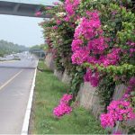 Vibrant bougainvillea flowers in full bloom adorn the roadside wall along a main avenue, adding a splash of pink and magenta colour to the federal capital's scenic landscape