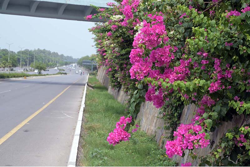 Vibrant bougainvillea flowers in full bloom adorn the roadside wall along a main avenue, adding a splash of pink and magenta colour to the federal capital's scenic landscape