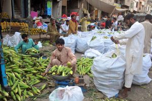 Labourers are busy weighing and packing fresh corn into sacks for wholesale distribution at a local vegetable market in the city.