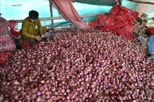 Vendor display different variety of mangoes for sale at vegetable and fruit market in the Federal Capital