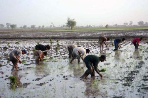 Farmers are busy seedling rice crop in their farm field.