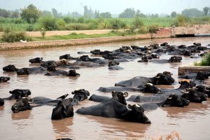 A herd of buffaloes in Jhang Branch Canal during hot weather at Rajbah Nasrana.