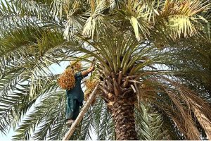 A person cuts dates from a palm tree at Satellite Town.