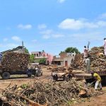 Labourers are loading firewood onto tractor-trolleys at a timber yard to meet the growing demand for fuel wood in the city