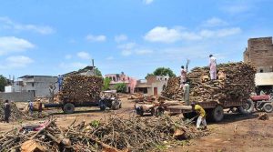 Labourers are loading firewood onto tractor-trolleys at a timber yard to meet the growing demand for fuel wood in the city